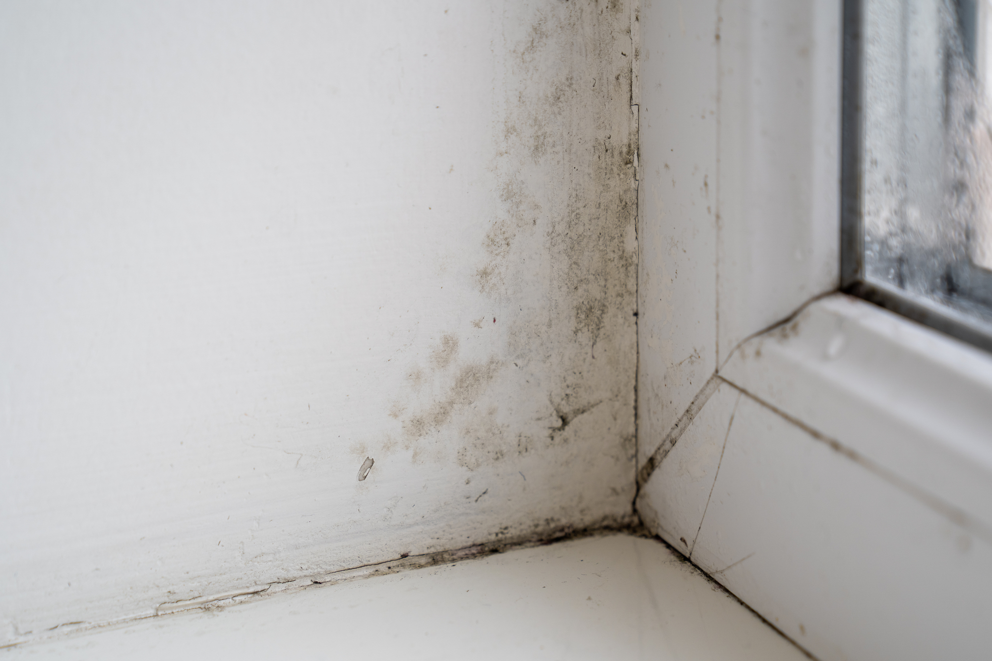 Can Breathing In Black Mold Make You Sick